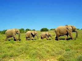 Addo Elephant Back Safaris Addo Elephant Back Safaris